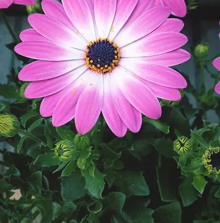 Gasthof Citroom - 3*