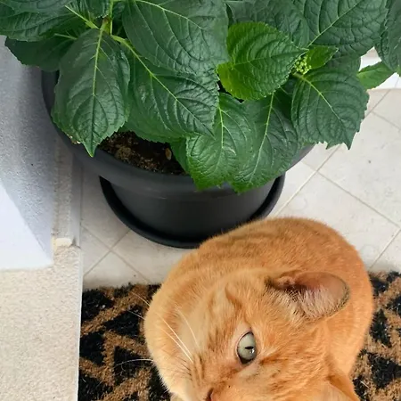 Citroom - Vendégház 3*