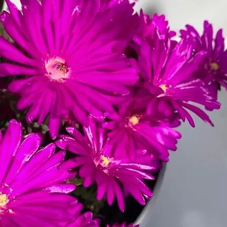 Citroom - Vendégház Olbia